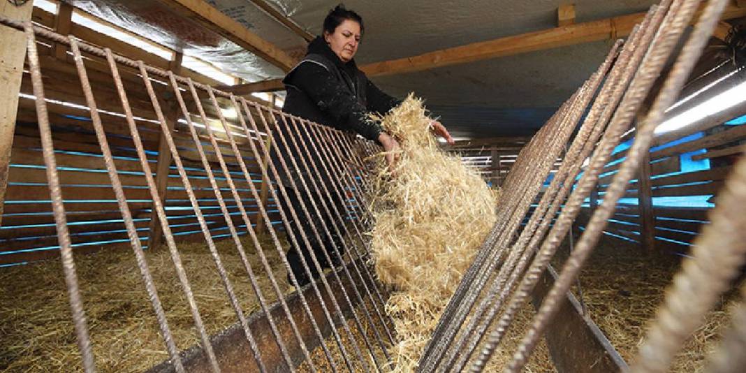 Şehirden sıkıldı köye kaçtı: 85 hayvanıyla ekonomiye katkı sağlıyor 2